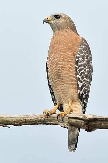 Roodschouderbuizerd